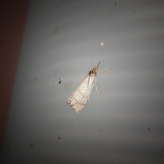 Chrysocrambus linetella