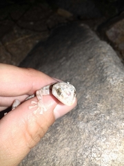 Phyllodactylus homolepidurus