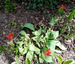 Tulipa greigii