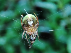 Araneus apricus