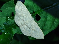Scopula minorata