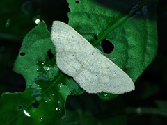 Scopula minorata