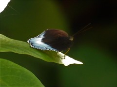 Tanaecia iapis puseda