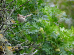 Leptasthenura striolata