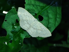 Scopula minorata