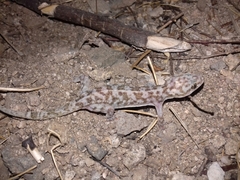 Phyllodactylus homolepidurus