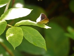 Tanaecia iapis puseda