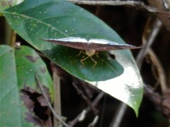 Tanaecia iapis puseda