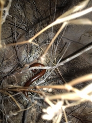 Orthoporus