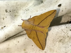 Syssphinx bisecta