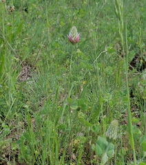 Trifolium incarnatum molinerii