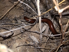 Orthoporus