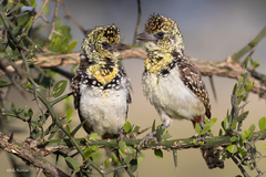 Trachyphonus darnaudii usambiro