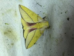 Syssphinx bisecta