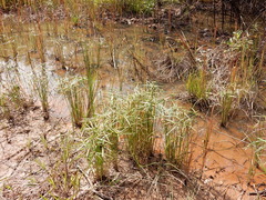 Cyperus aromaticus