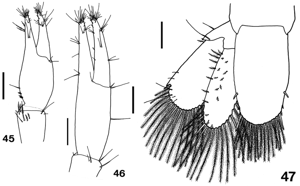 Macrobrachium inpa
