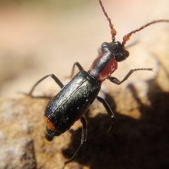 Cyrtosus cyanipennis