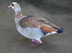 Alopochen aegyptiaca