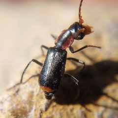 Cyrtosus cyanipennis