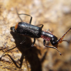 Cyrtosus cyanipennis