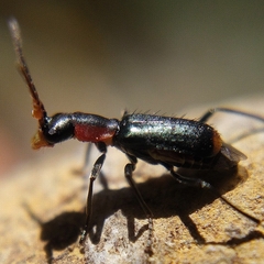 Cyrtosus cyanipennis