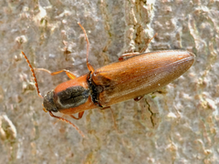 Agriotes collaris