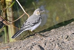 Motacilla alba