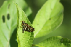 Carterocephalus mandan