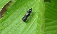 Ceratina cyanea