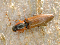 Agriotes collaris