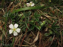 Potentilla montana