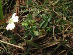 Potentilla montana