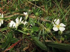 Potentilla montana