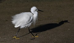 Egretta garzetta