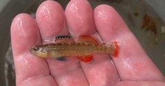 Etheostoma radiosum