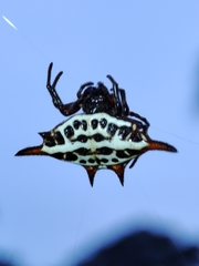 Gasteracantha thomasinsulae