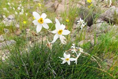 Leucocoryne narcissoides
