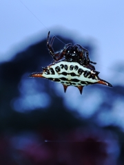 Gasteracantha thomasinsulae