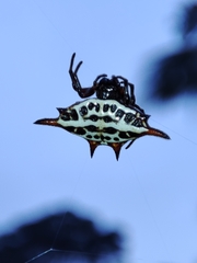 Gasteracantha thomasinsulae