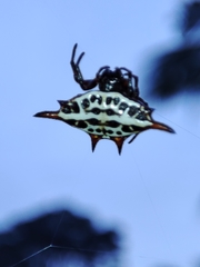 Gasteracantha thomasinsulae