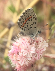 Euphilotes enoptes smithi