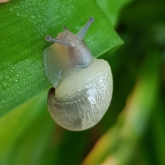 Eobania vermiculata