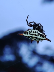 Gasteracantha thomasinsulae