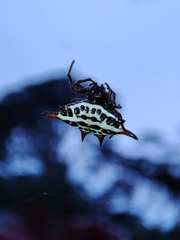 Gasteracantha thomasinsulae