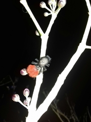 Dasymutilla magnifica