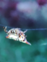 Gasteracantha thomasinsulae