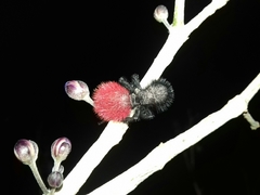 Dasymutilla magnifica