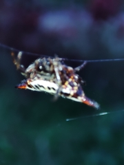 Gasteracantha thomasinsulae