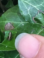 Pholidoptera griseoaptera