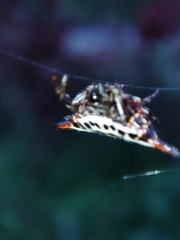 Gasteracantha thomasinsulae